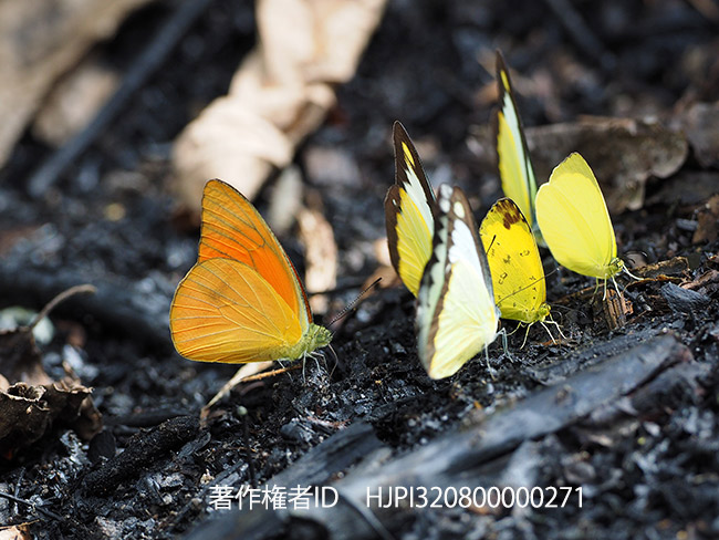 ベニシロチョウ