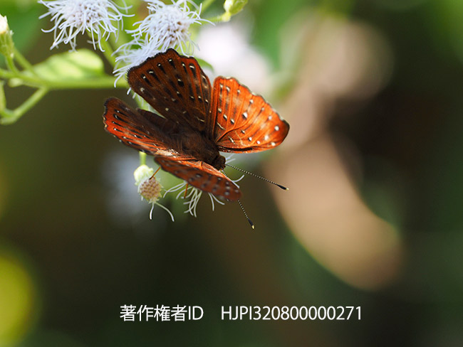 ホシシジミタテハ