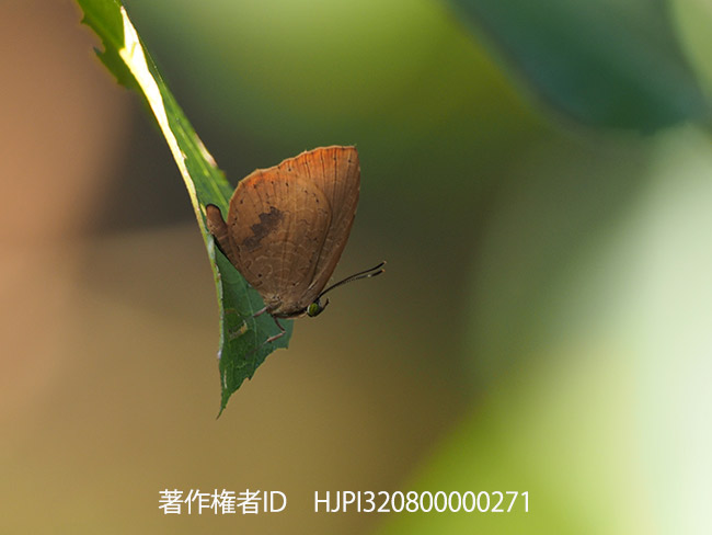 マルスアシナガシジミ