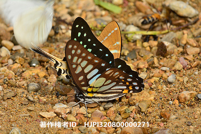 キロンタイマイ