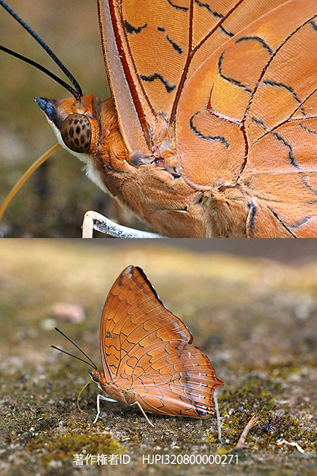 チャイロフタオ