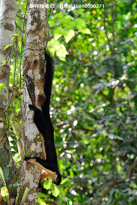 今日から再びタイへ