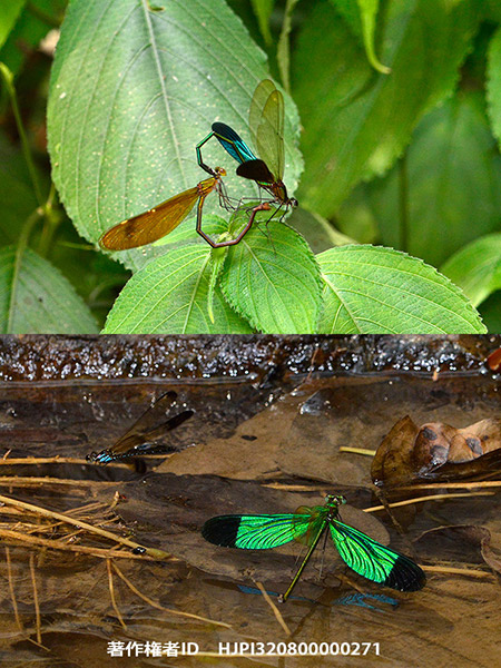 ミドリカワトンボのディスプレーと交尾