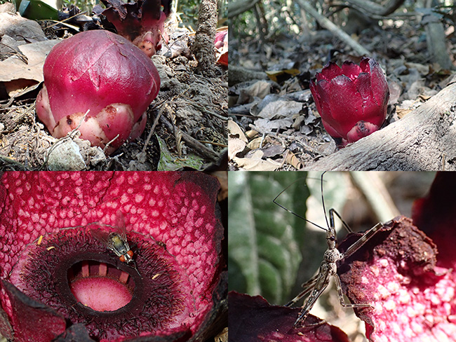 小さなラフレシアの仲間