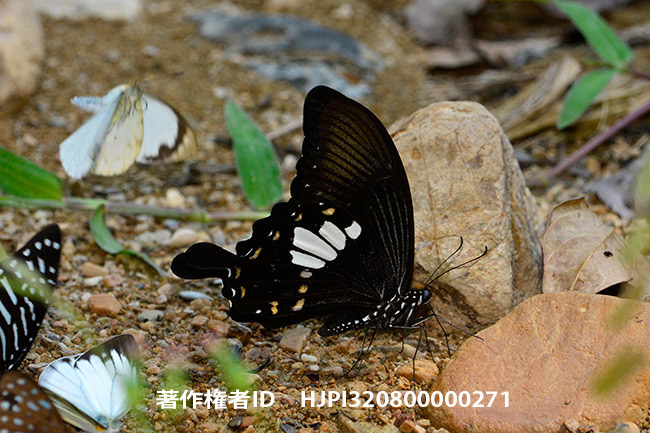タイワンモンキアゲハ