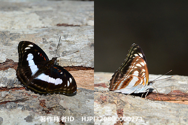 ヤエヤマイチモンジ