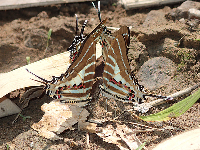 アリステウスオナガタイマイ