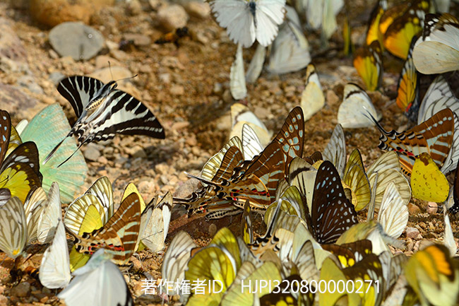 チョウの集団吸水