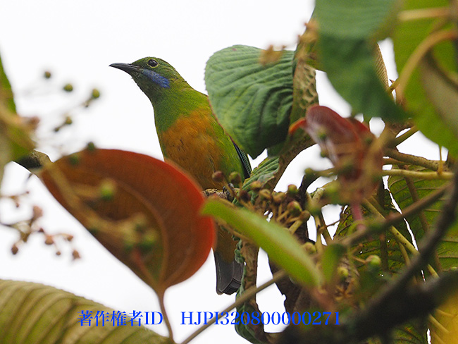 アカハラコノハドリのメス