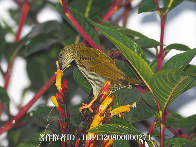 タテジマクモカリドリ