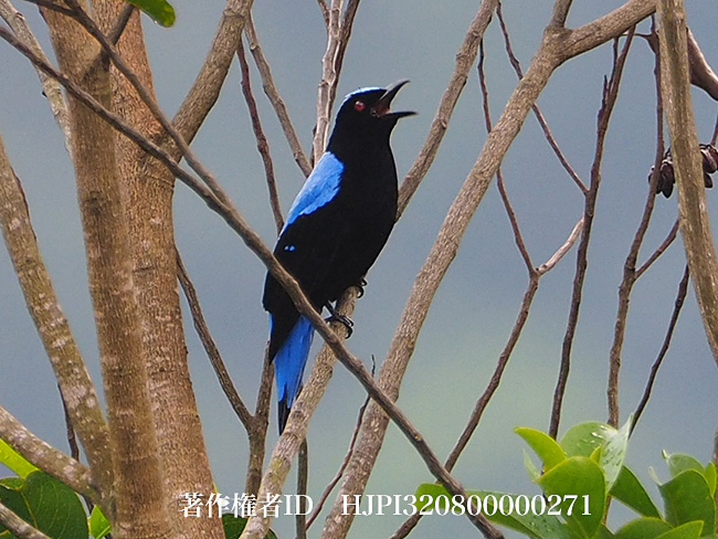 ルリコノハドリ