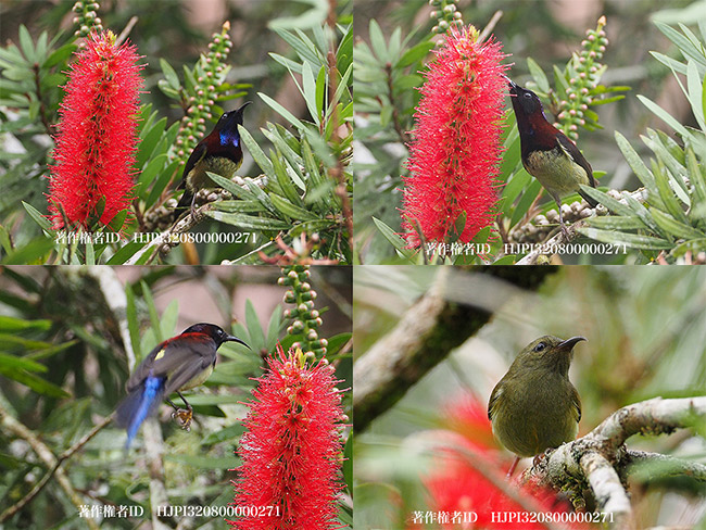 ムナグロタイヨウチョウ