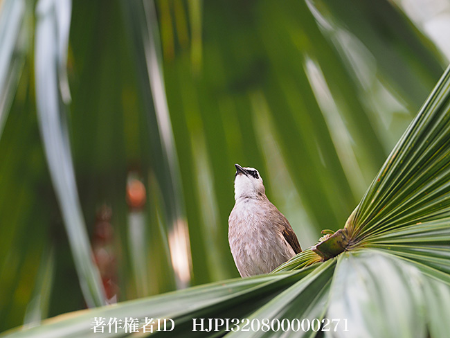 メグロヒヨドリ