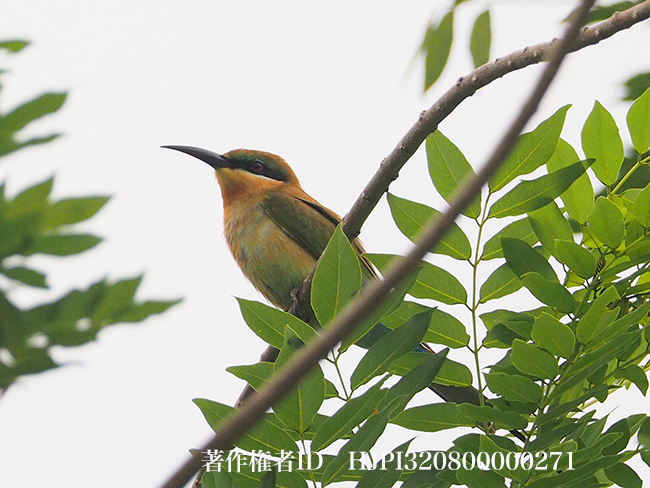 ハリオハチクイ