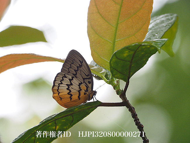 サザナミワモンチョウ