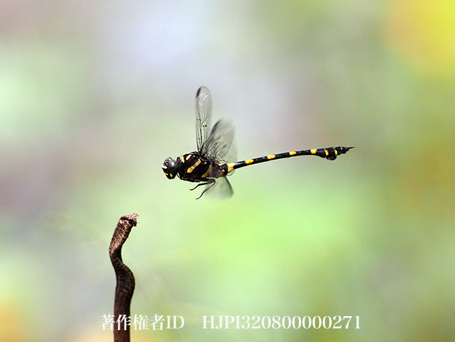 小型のウチワヤンマ