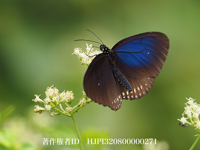 ルリマダラの仲間