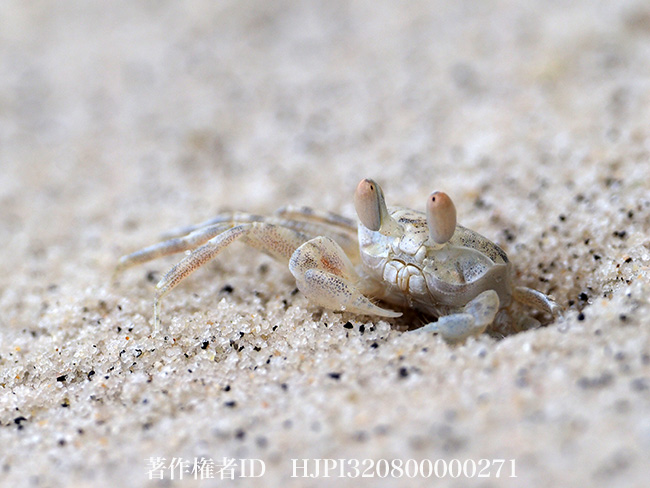 ミナミスナガニ