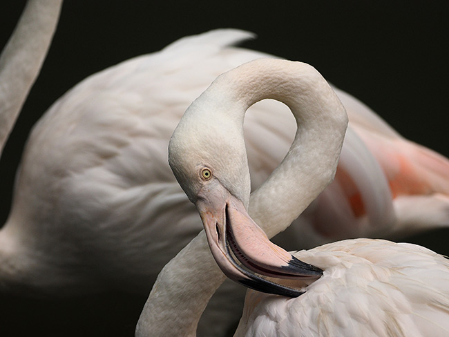 フラミンゴ