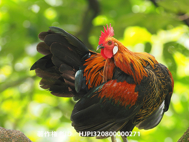 セキショクヤケイ