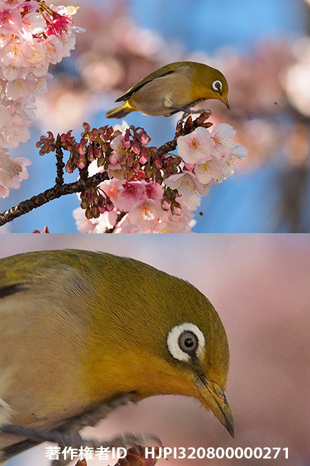 M.ZUIKO DIGITAL ED 300mm F4.0 IS PRO  Impression(メジロ）