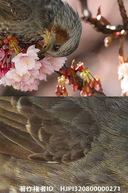 ヒヨドリが大きく写りすぎた