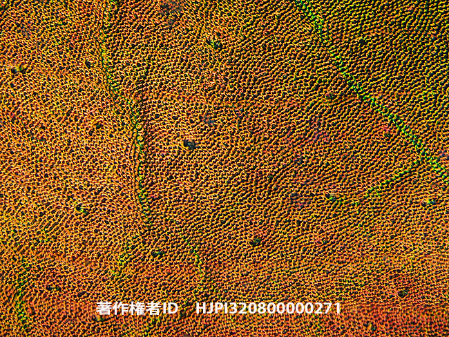 モモブトハムシの前翅