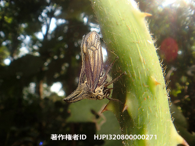 魚露目でツノゼミ