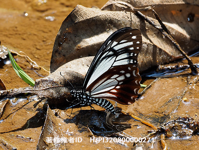 タイワンアサギマダラに擬態したカバシタアゲハ
