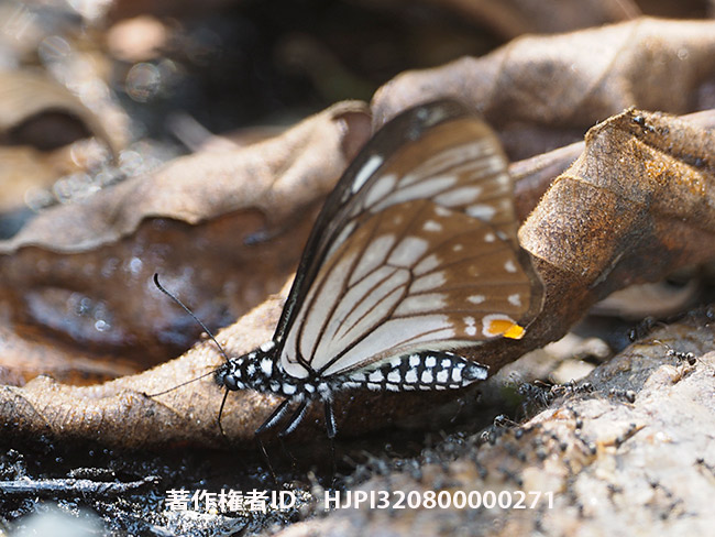 擬態蝶キボシアゲハ Chilasa epycides