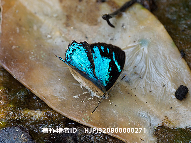 キララシジミの吸汁