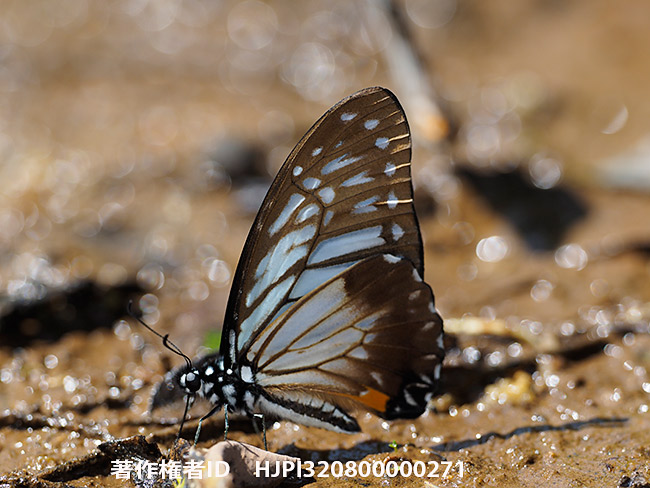 擬態蝶　ゼノクルスタイマイ