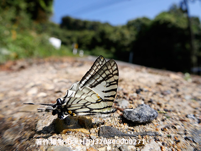 ハルカゼアゲハ Graphium mandarinus