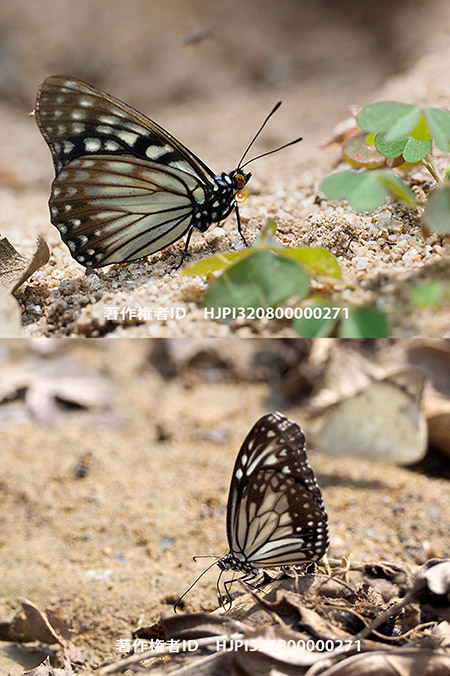 ヒメアサギマダラに擬態したゴマダラチョウ