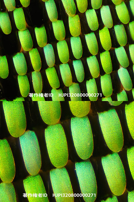 新しい顕微鏡レンズを試してみた