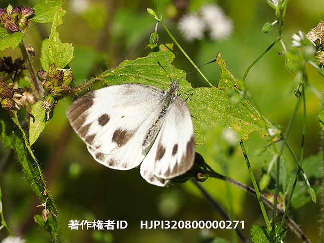 タイワンモンシロチョウ