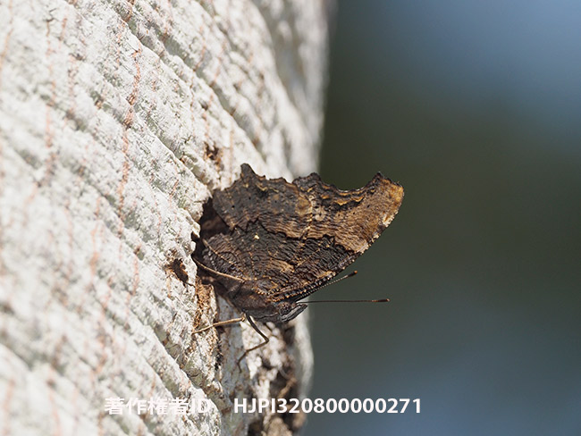 ルリタテハ Kaniska canace