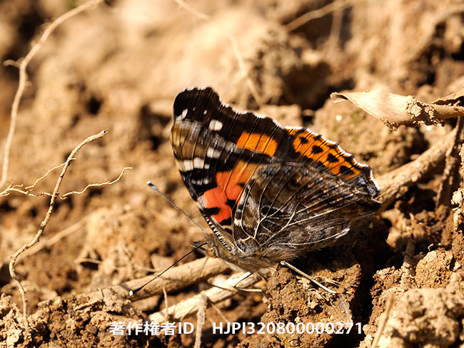 アカタテハ　 Vanessa indica