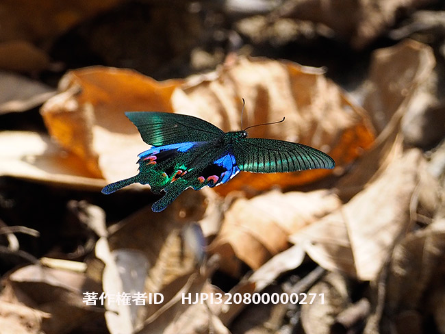 オオクジャクアゲハの飛翔