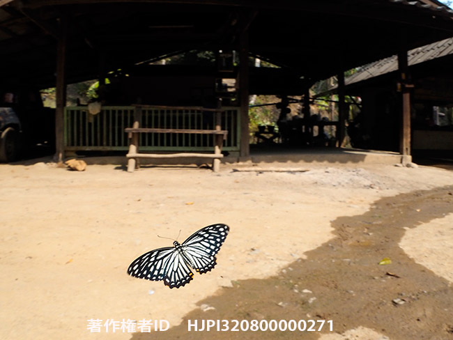 擬態蝶キベリアゲハの飛翔 Chilasa clytia