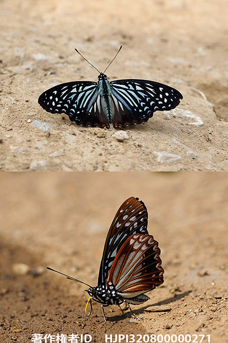 擬態蝶カバシタゴマダラ　Hestinalis nama