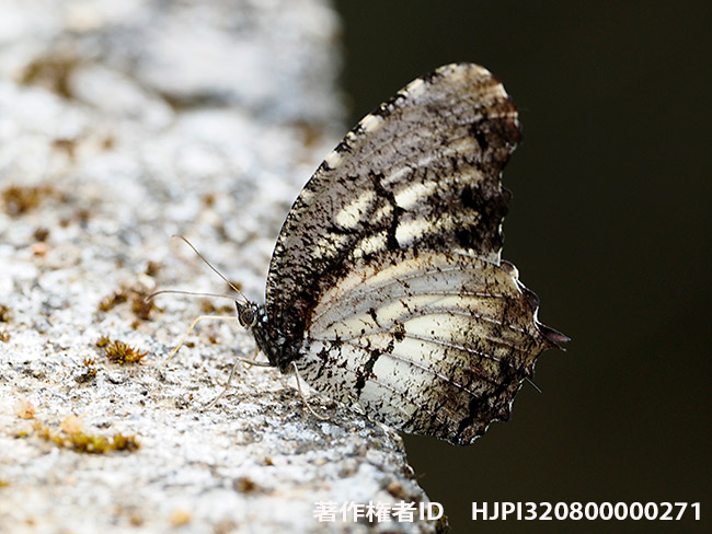 擬態蝶ネサエアマネシジャノメ　Elymnias nesaea