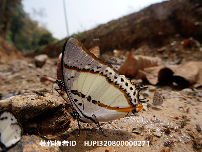 ネペンテスフタオ　Polyura nepenthes