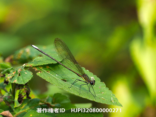 カワトンボの仲間　Mnais yunosukei