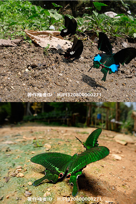 ルリモンアゲハ　Papilio paris