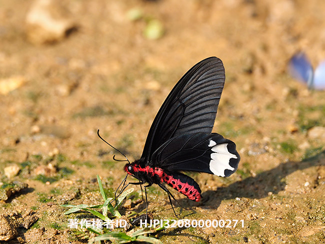 シロモンアケボノアゲハ　Atrophaneura zaleucus