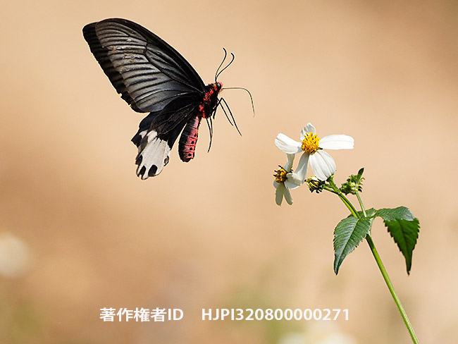 シロモンアケボノアゲハのメス