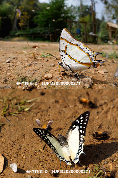 フタオチョウ　Polyura eudamippus