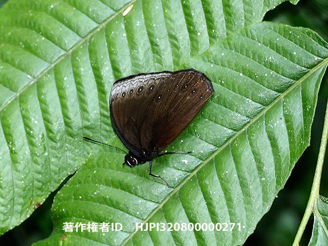 ムラサキヒメジャノメ　Mandarinia regalis