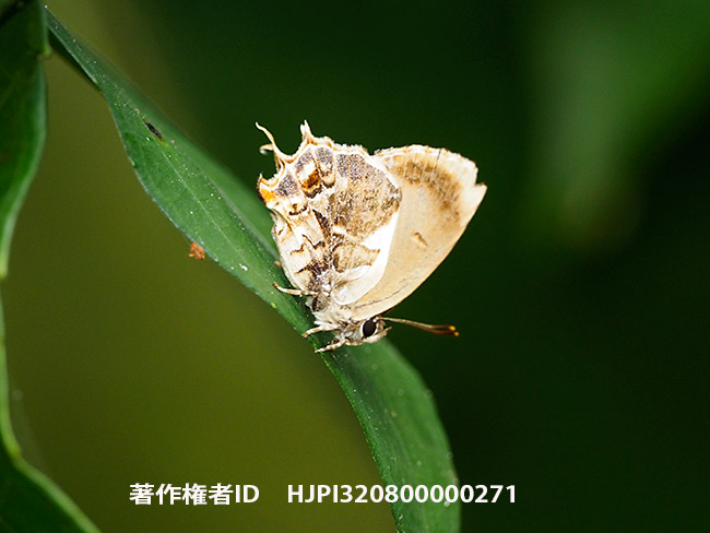 サフランムラサキシジミ Mota massyla